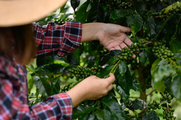 A Chinese Asian woman harvests organic coffee beans that must be harvested by hand during the...