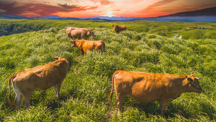 ドローンで撮影した日本の牛