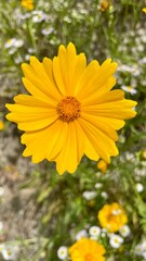 노란꽃(yellow flower)