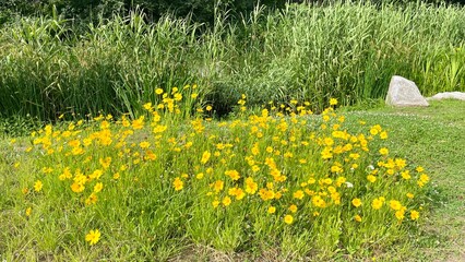 노란 들꽃밭(yellow flower garden)_가로형
