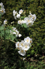 Sunlit white Chilean tree mallow bush in full bloom, Derbyshire England
