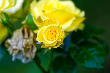 Close-up of blossom of yellow rose with water drops at own garden at Swiss City of Zürich on a rainy spring day. Photo taken May 27th, 2024, Zurich, Switzerland.