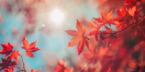 Japanese sun, leaves, and trees, forest landscape, journey, and lens flare. Sunny, nature, autumn with orange foliage, rural forests, quiet or sunny