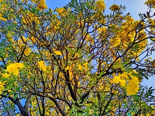 Tabebuya (Handroanthus chrysotrichus), yellow tabebuya or golden trumpet tree is a type of plant originating from Brazil.