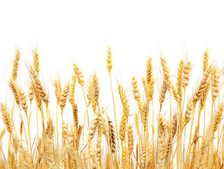 Fototapeta premium Golden wheat ears in high resolution