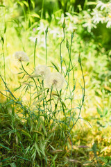 White fluffy dandelions in green grass, summer day, natural background, selective focus