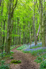 Amazing views as the Bluebells and Wild Garlic bloom in Bothal Woods, Morpeth, Northumberland, England
