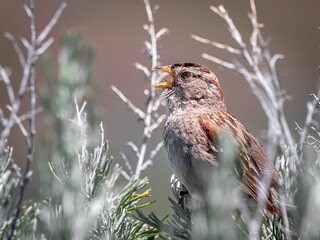 Song Sparrow