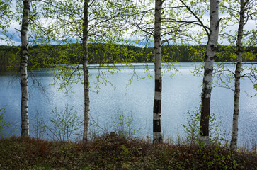 Young birch trees with small bright green spring leaves stand in a row by the lake Letten in...