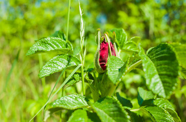 Unblown bud of a red rose and a grass spikelet surrounded by leaves on a blurred green background, Close up photo in garden with selective focus
