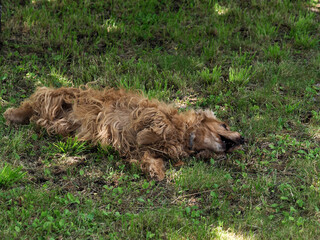 Fototapeta premium cocker spaniel dog playing and rolling in the green grass