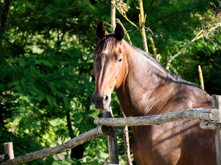 A horse behind the fence looking at you