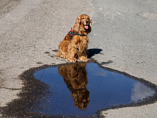 cocker spaniel dog reflection on water