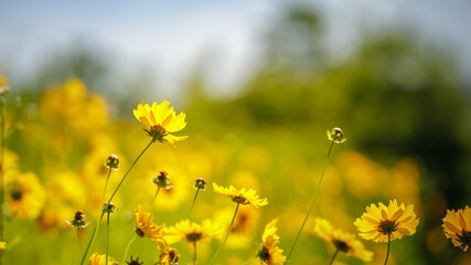Beautiful yellow flowers (Lance-leaved coreopsis, lanceolata or basalis) are blooming on the meadow in may with sunlight (blue, green and orange unfocused background)