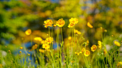 Fototapeta premium Beautiful yellow flowers (Lance-leaved coreopsis, lanceolata or basalis) are blooming on the meadow in may (green and orange unfocused background)