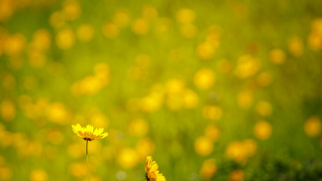 Beautiful yellow flowers (Lance-leaved coreopsis, lanceolata or basalis) are blooming on the meadow in may (green and orange unfocused background)