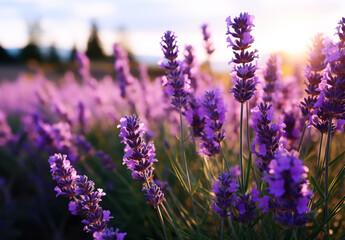 Obraz premium Lavenders in a field of light and color