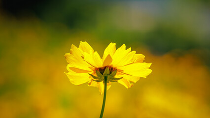 Beautiful yellow flower (Lance-leaved coreopsis, lanceolata or basalis) is blooming on the meadow in may (green and orange unfocused background)