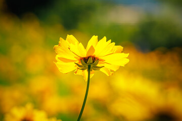 Obraz premium Beautiful yellow flower (Lance-leaved coreopsis, lanceolata or basalis) is blooming on the meadow in may (green and orange unfocused background)