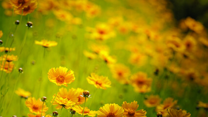 Beautiful yellow flowers (Lance-leaved coreopsis, lanceolata or basalis) are blooming on the meadow...