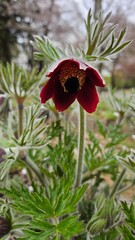 Pasqueflower, Pulsatilla koreana, Korean pasque flower