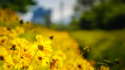 Beautiful yellow flowers (Lance-leaved coreopsis, lanceolata or basalis) are blooming on the meadow in may with sunlight (blue, green and orange unfocused background)