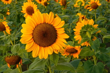 Field of sunflowers with the bright sunlight. Sunflower photos on the rear. Sunflowers are the...