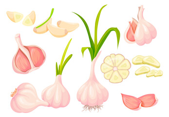 Cartoon fresh garlic. Garlics bulb raw plant and slicing chopped half peeled vegetable head, natural white seasoning healthy food vegetables neat vector illustration