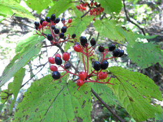 オオカメノキの実（長野県）