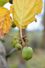 サルナシの実（長野県）