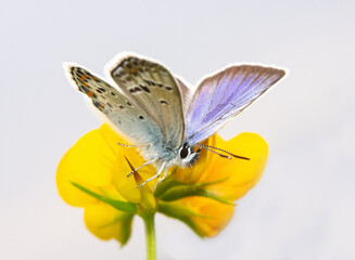 Butterfly Polyommatus Icarus which sits on yellow flower on a white background