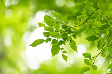 初夏の若葉