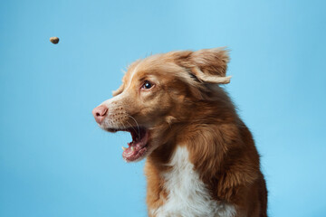 dog with open mouth. Nova Scotia Duck Tolling Retriever vocalizing energetically, set against a...
