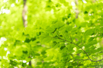 初夏の若葉