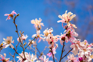 Blooming magnolia in spring. Beautiful buds of pink flowers close-up with blurred space for text.