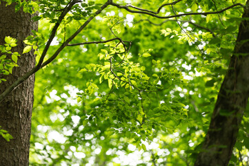 Obraz premium 初夏の若葉