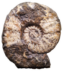 Prehistoric mollusk isolated photo © DFLC
