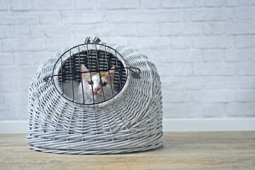 Sad looking kitten in a travel crate. Horizontal image with copy space.
