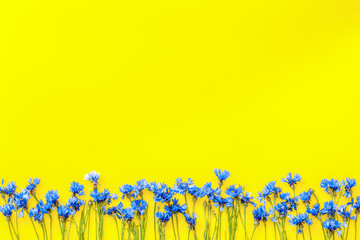 Summer flowers pattern with blue cornflowers on yellow backgroun