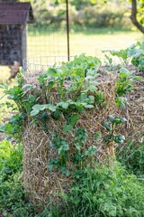 Kartoffelturm im Garten, Kartoffelanbau, Selbstversorgung, 
