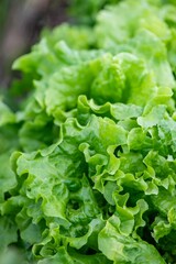 Gemüsebeet im Bauerngarten mit Salat, Gemüse anbauen