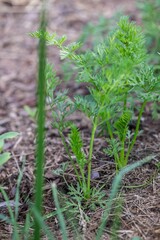 Gemüsebeet im Bauerngarten mit Möhren, Karotten anbauen, Gemüsegarten
