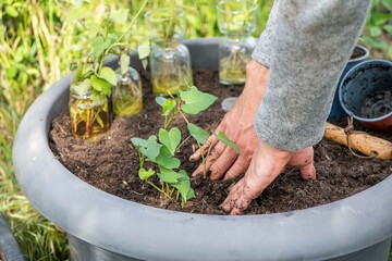 Süßkartoffel anbauen, Gartenarbeit, Anbau
