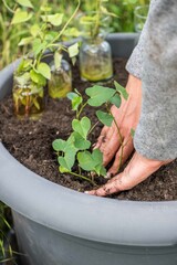 Süßkartoffel anbauen, Gartenarbeit, Anbau
