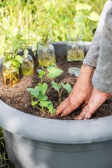 Süßkartoffel anbauen, Gartenarbeit, Anbau
