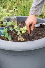 Süßkartoffel anbauen, Gartenarbeit, Anbau
