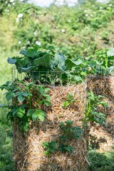 Kartoffelturm im Garten, Kartoffelanbau, Selbstversorgung, 
