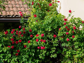 Roses on a balcony pf Milan, Italy