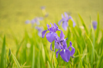 満開の花菖蒲