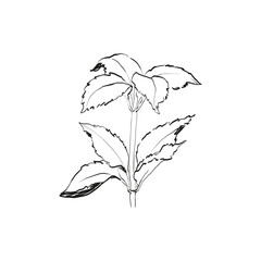 Botanical drawing. Minimal plant logo, botanical graphic sketch drawing,  meadow greenery, leaf and blooming flower abstract sketch element collection, rustic branch. Trendy tiny tattoo design, floral